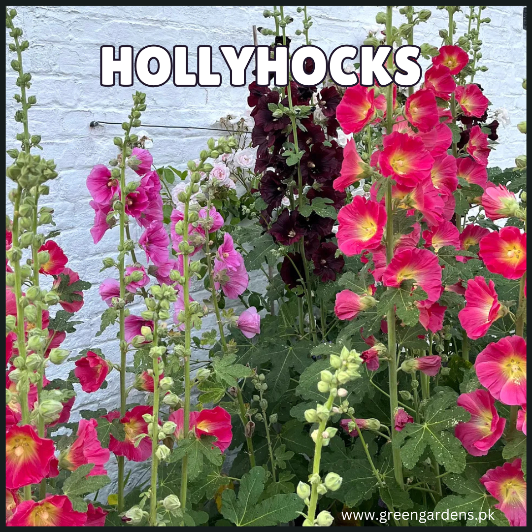 Hollyhocks Seeds - Single Petal Tall