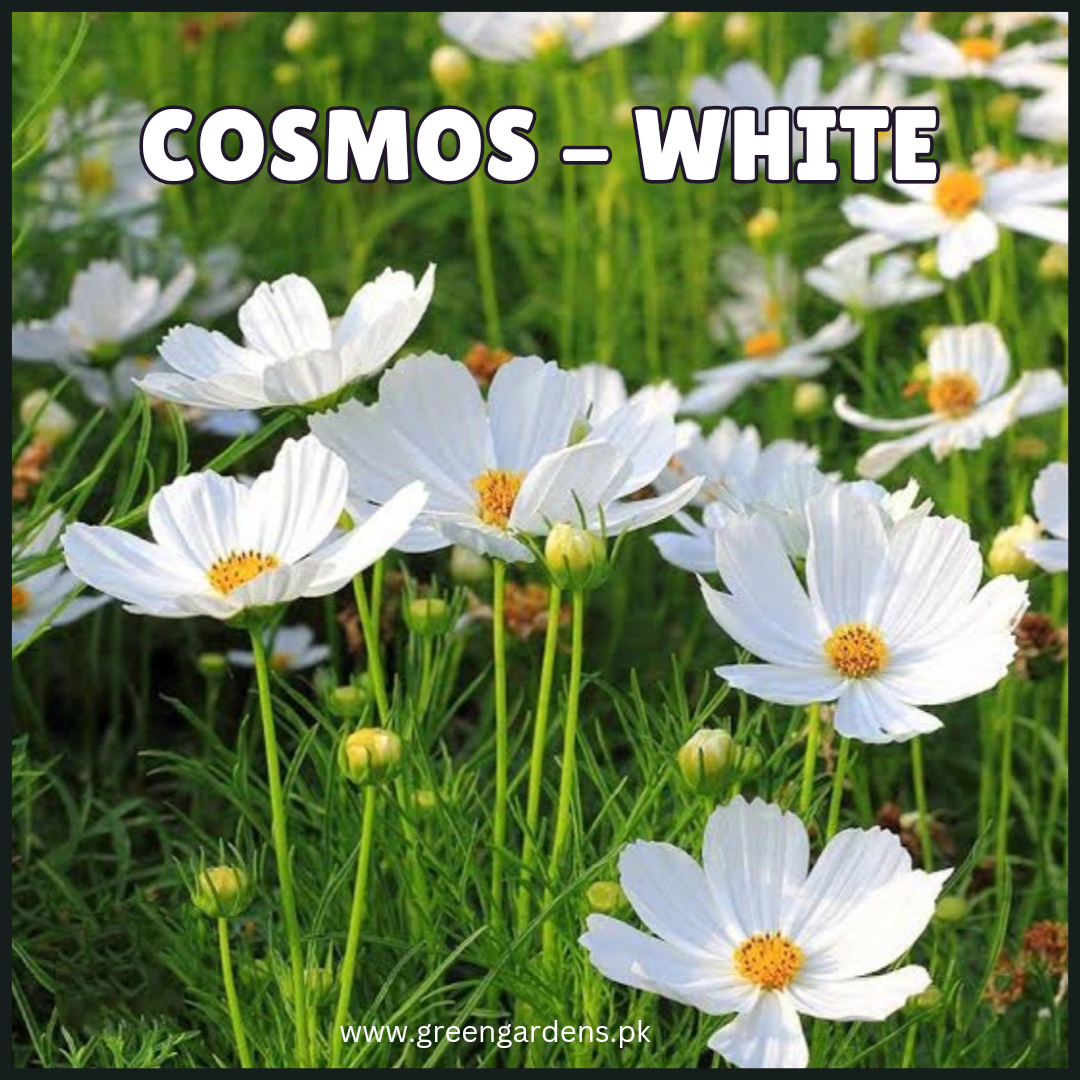 COSMOS White Seeds (Summer)