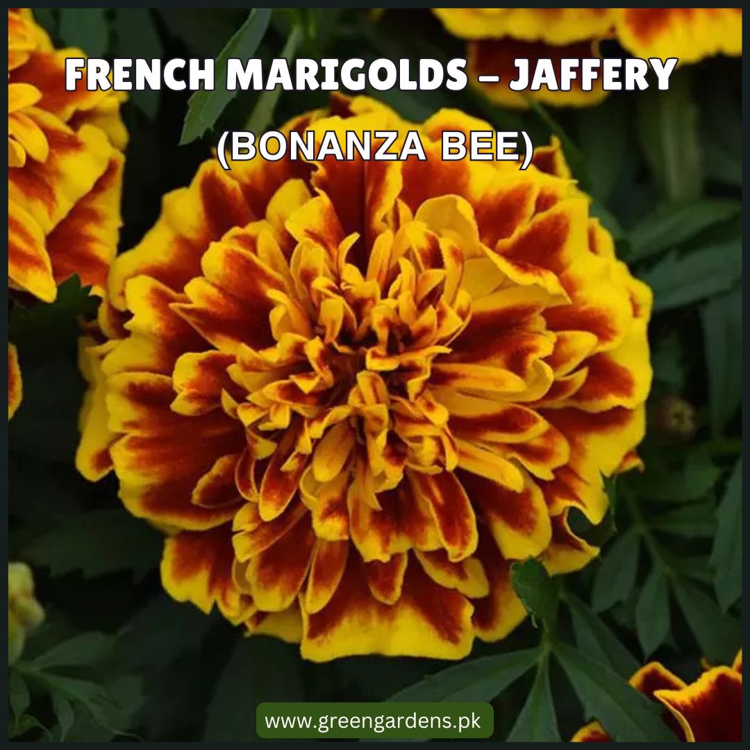 French Marigolds - Jaffery (Bonanza Bee)
