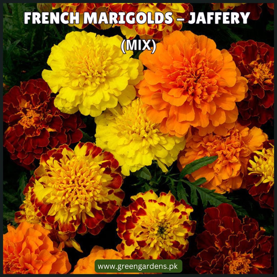 French Marigolds - Jaffery (Mix)جعفری