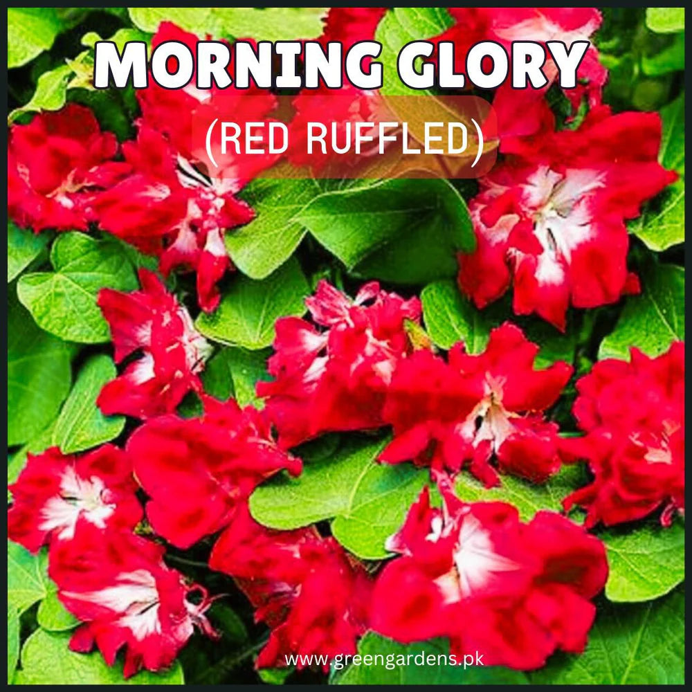 Morning Glory Seeds - Ruffled Red (SUMMER)