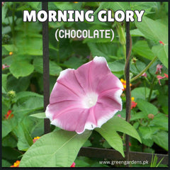 Morning Glory (Chocolate) Seeds