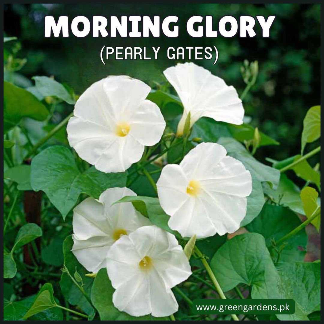 Morning Glory White (Pearly Gates)مارننگ گلوری سفید