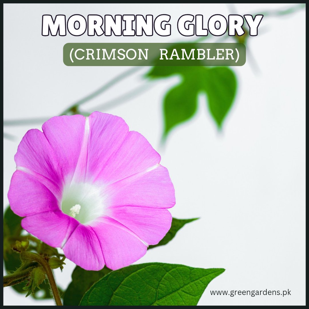 Morning Glory  Pink (Crimson Rambler) Seeds مارننگ گلوری پنک