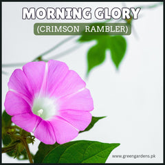 Morning Glory  Pink (Crimson Rambler) Seeds مارننگ گلوری پنک