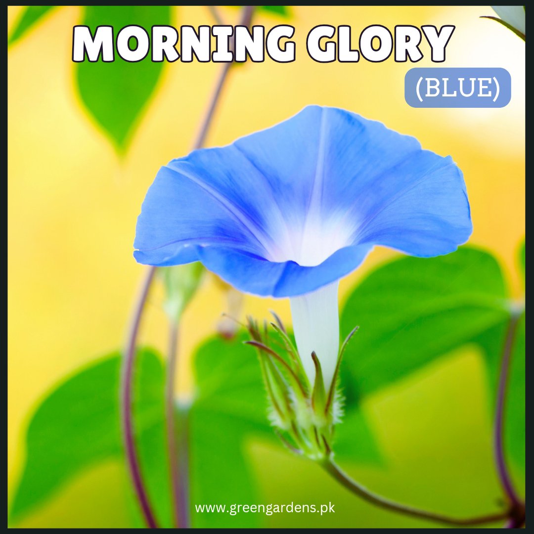 Morning Glory Blue Seeds مارننگ گلوری
