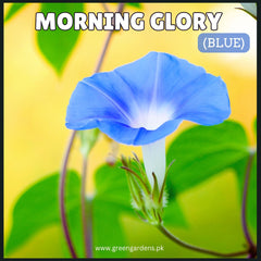 Morning Glory Blue Seeds مارننگ گلوری