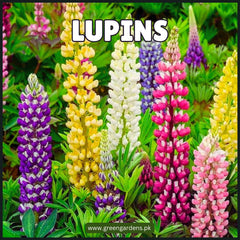 Lupins Seeds -Mix