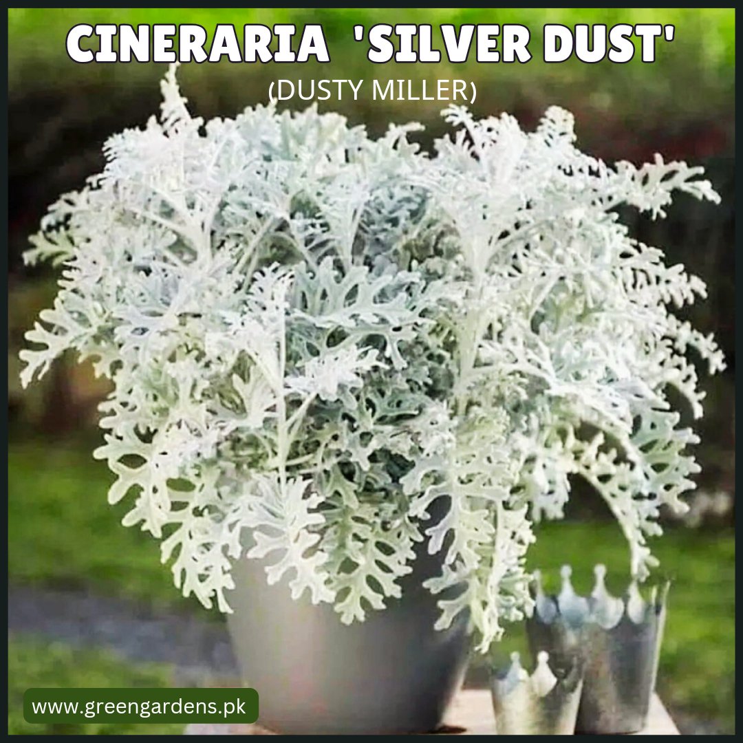 Cineraria Silver Dust Seeds سِلوری
