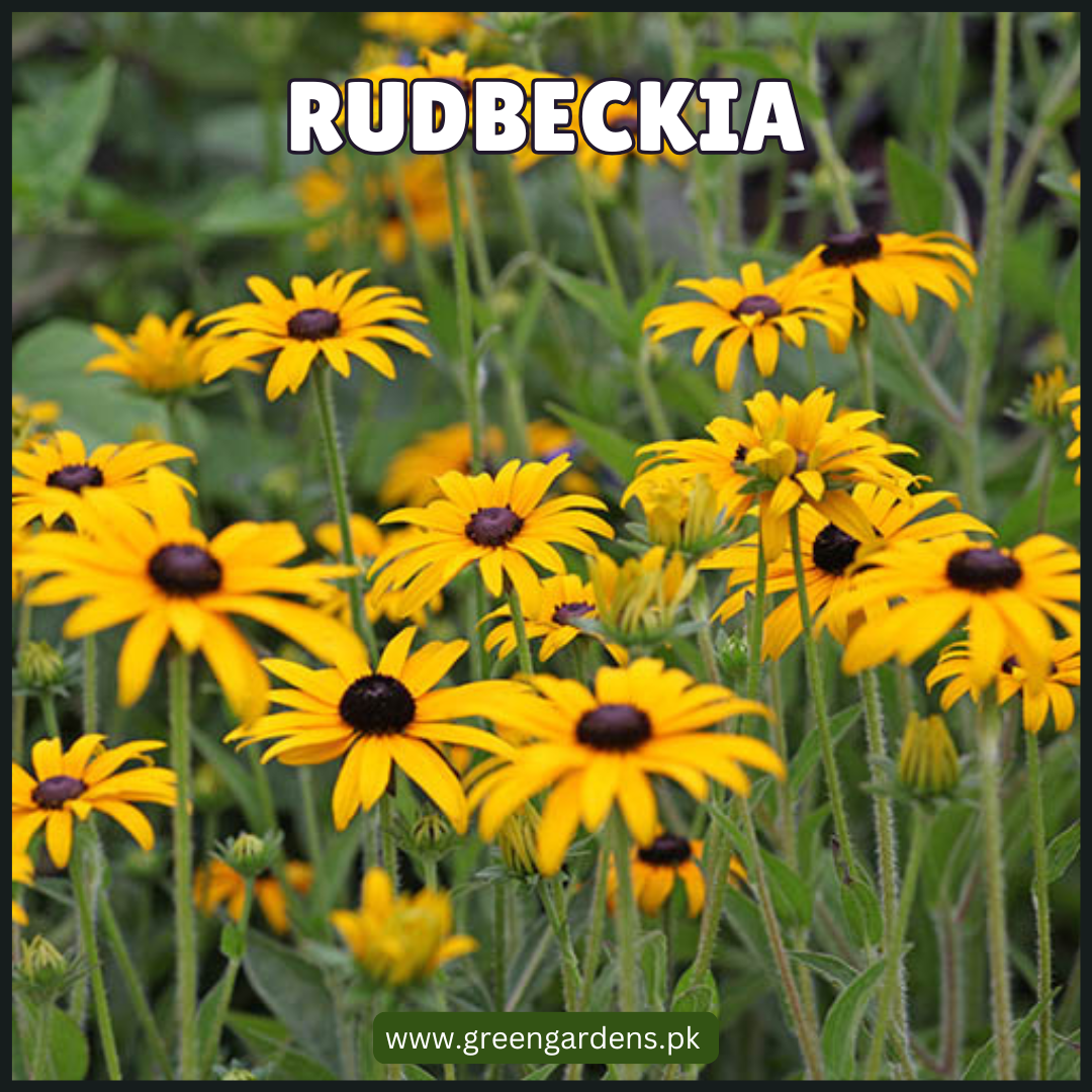 Rudbeckia 'Coneflowers'"Black-eyed Susan"