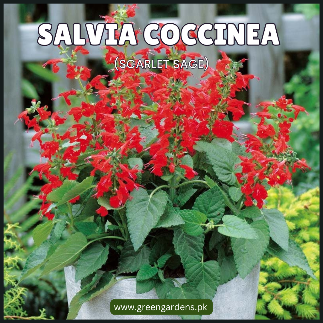 Salvia Coccinea - Perennial