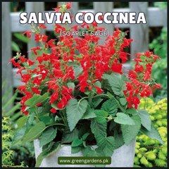 Salvia Coccinea - Perennial