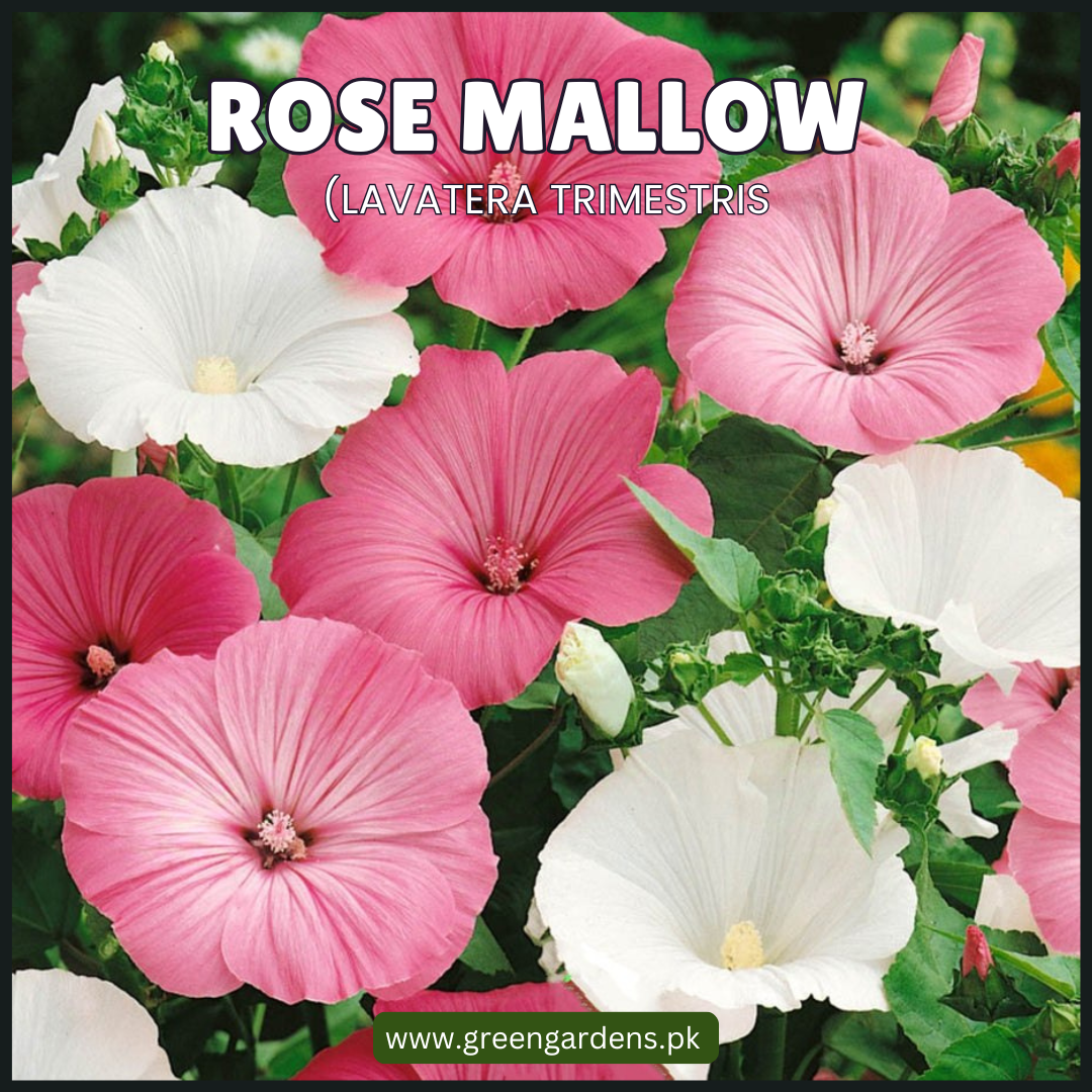 Rose Mallow ( Lavatera Trimestris)