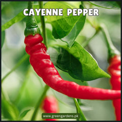 Cayenne Pepper Seeds (WINTER)