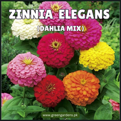 Zinnia Elegans Seeds- Dahlia Mix(Summer)زینیا - مکس