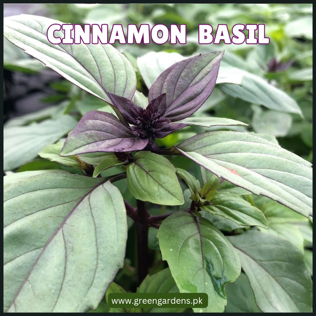 Cinnamon Basil Seeds - Mix دارچینی نیازبو