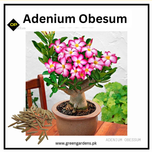 Adenium Obesum Seeds - Mix (SUMMER) 
{Pack of 5 Seeds}