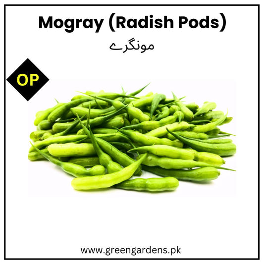 Radish Pods | Mongray (WINTER)  مونگرے