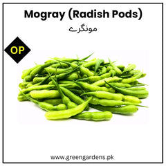 Radish Pods | Mongray (WINTER)  مونگرے
