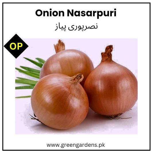 Onion Nasarpuri Seeds نصرپوری پیاز (WINTER)