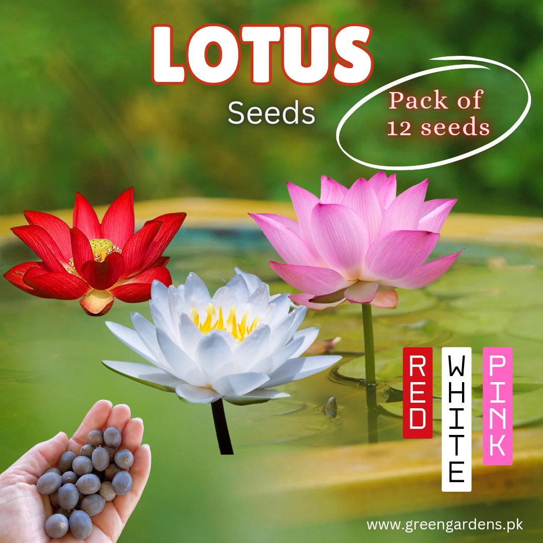 Lotus Seeds - Pack of 12(Red, White, Pink)