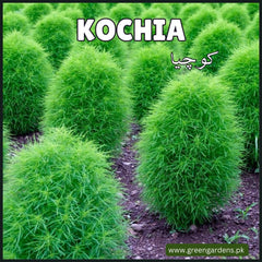 Kochia Seeds (Summer)