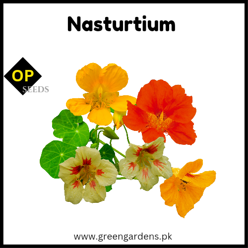 Nasturtium (Winter) نسٹرشم
