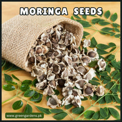 Moringa Seedsسہانجنا کے بیج
