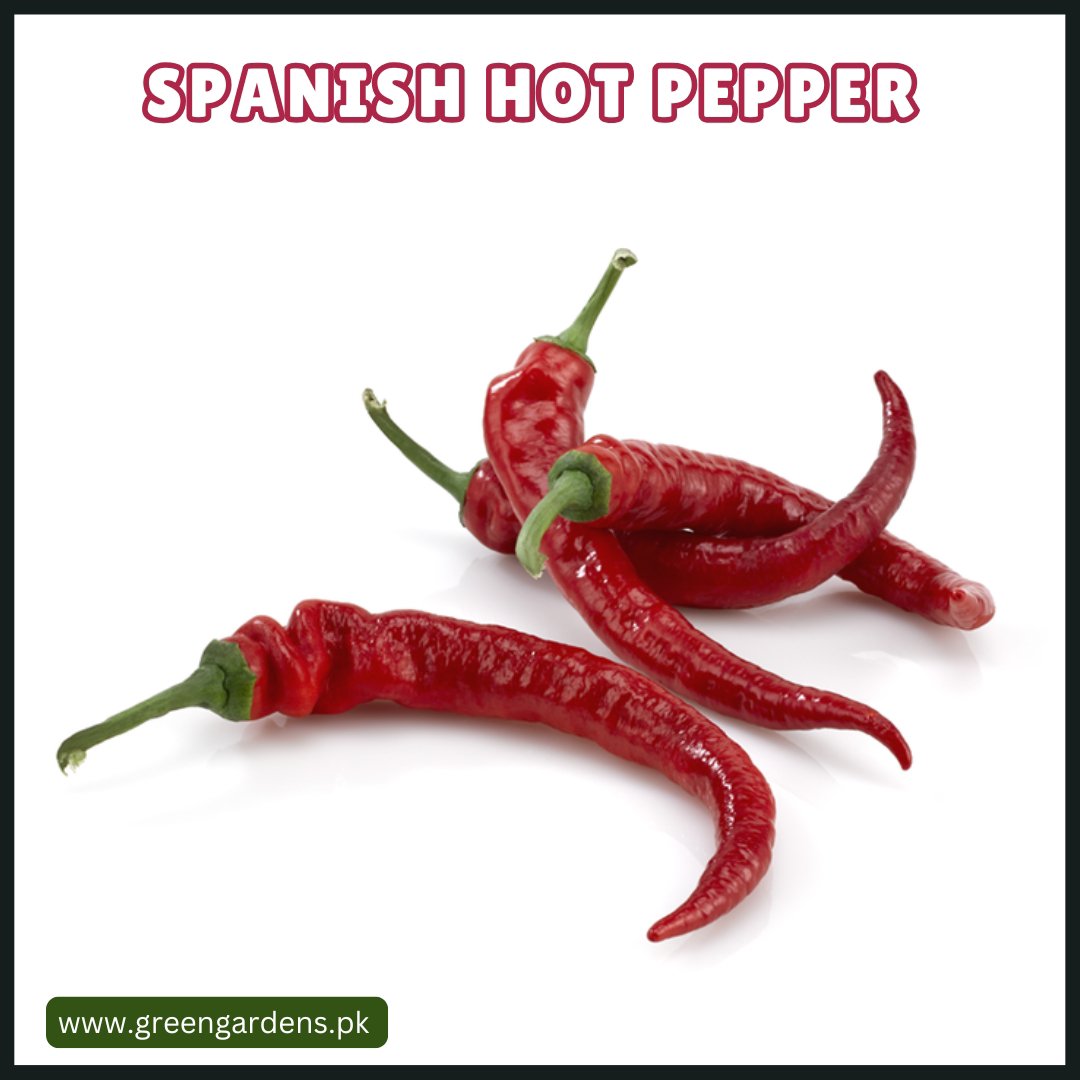 Spanish Hot Pepper Seeds (WINTER)