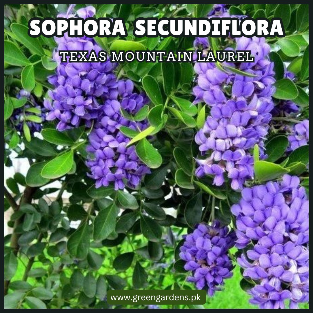 Sophora Secundiflora Seeds (Texas Mountain Laurel)سفورا