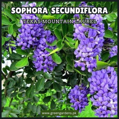 Sophora Secundiflora Seeds (Texas Mountain Laurel)سفورا