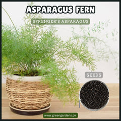 Asparagus Fern Seeds  (WINTER)