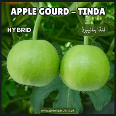 Apple Gourd - TINDA Seeds , Hybrid
