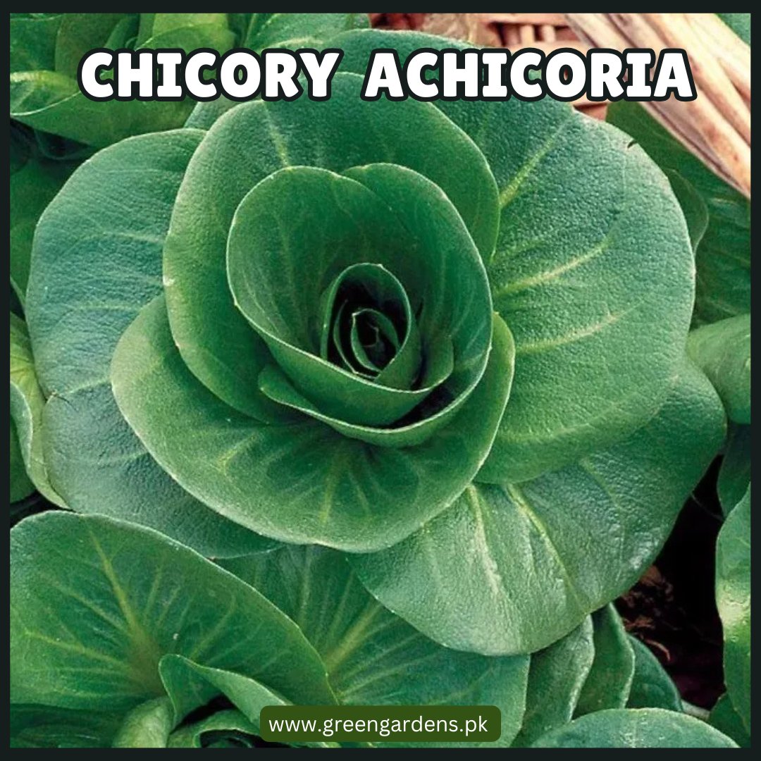 Chicory Achichoria Seeds