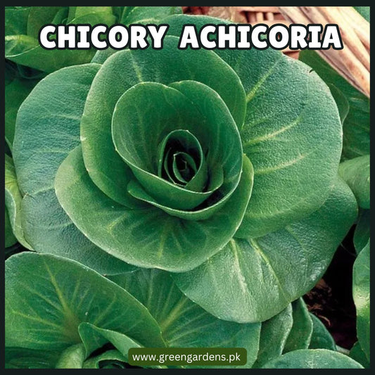 Chicory Achichoria Seeds