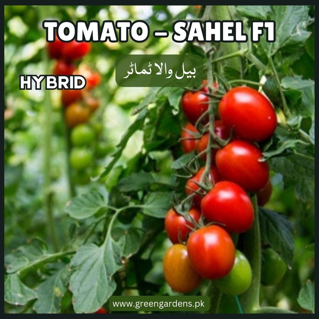 Tomato Seeds, Sahel, F1 Hybrid  {WINTER} بیل والا ٹماٹر