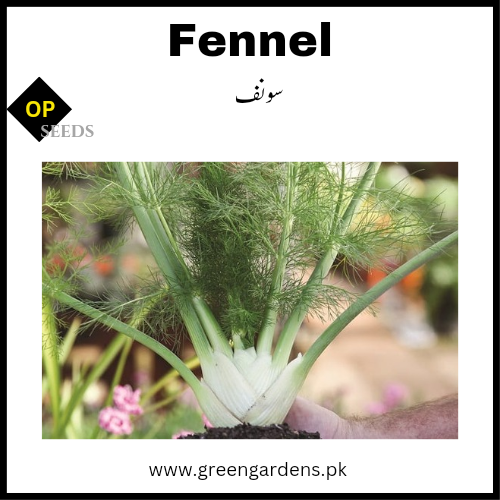Fennelسونف