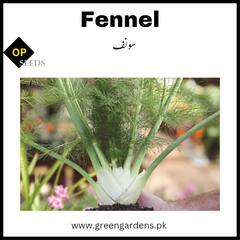Fennelسونف