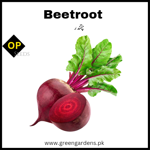 Beetroot Seeds  چقندر