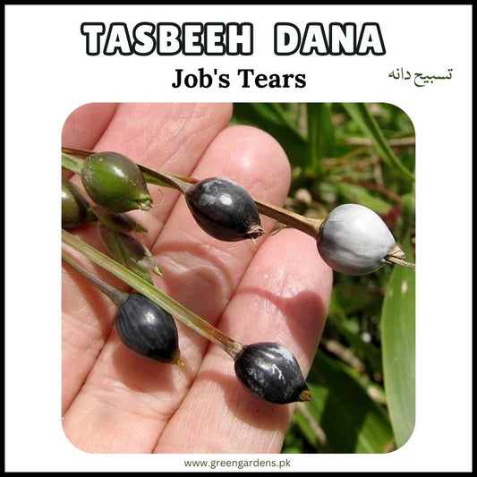 Tasbeeh Dana Seeds - Job's Tears تسبیح دانہ