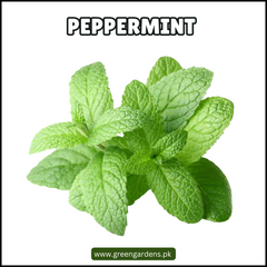 Peppermint Seeds