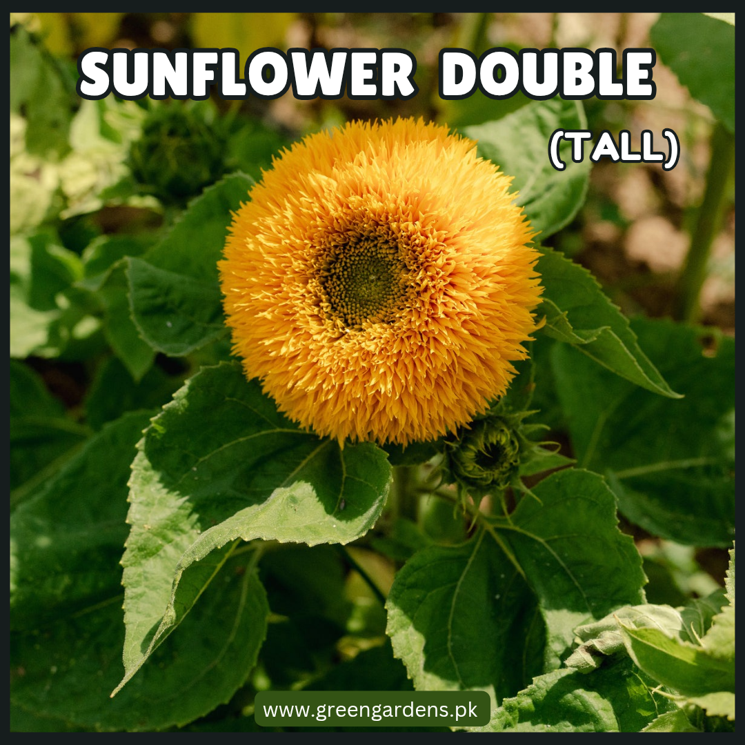 Sunflower Seeds - Double (Tall)(SUMMER)
