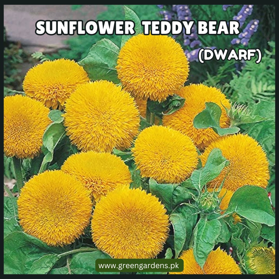 Sunflower Teddy Bear Seeds (Dwarf)