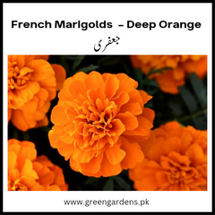 French Marigolds, Jaffery, Deep Orange (Winter)جعفری