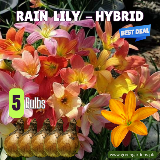 Rain Lily Bulbs, Hybrid (Mix) DEAL - (PACK OF 5 BULBS)