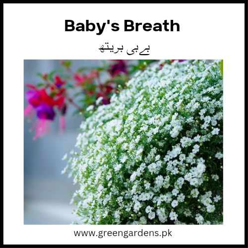 Baby's Breath Seeds (Winter)