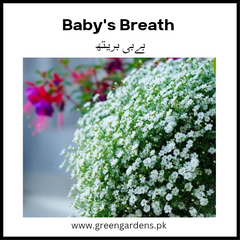 Baby's Breath Seeds (Winter)