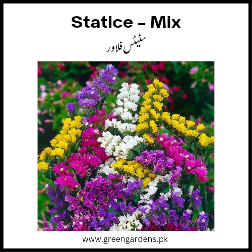 Statice Flower Seeds - Mix Colour (Winter) سٹیٹس فلاور