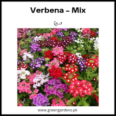 Verbena Flower Seeds - Mix (Winter)