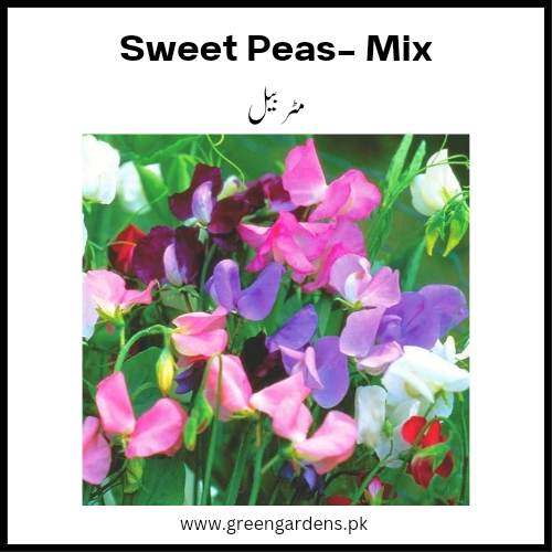 Sweet Peas Seeds (Winter)